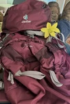 Deuter Women's Act Lite 45+10 Sl Internal Frame Hiking Backpack Purple. Fixed Price $89.99.